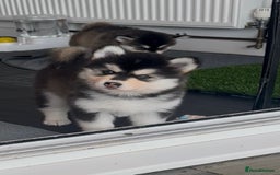 Pomsky dogs for sale: Beautiful husky marked Pomskies  - Image 3