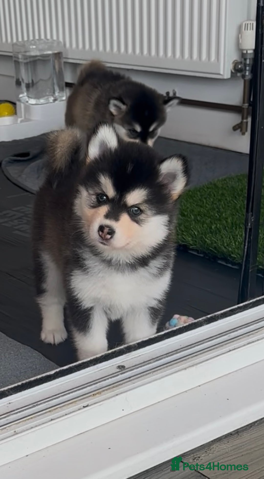 Pomsky dogs for sale: Beautiful husky marked Pomskies  - Image 3
