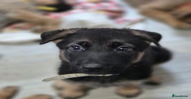 German Shepherd dogs - Advert 6