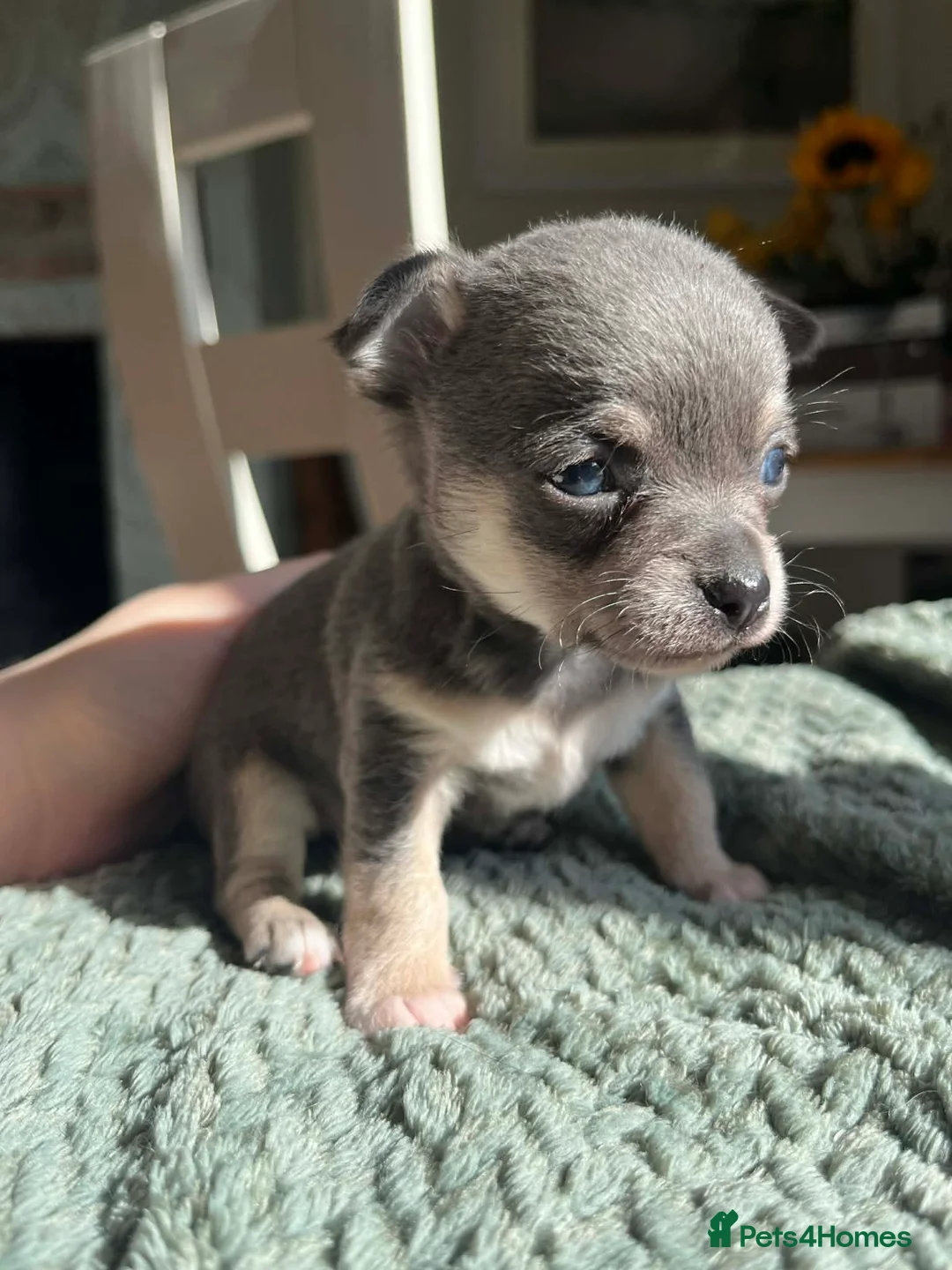 Chihuahua dogs for sale: LAST TINY CHIHUAHUA BOY - waiting for forever home - Advert 1
