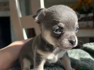 Chihuahua dogs LAST TINY CHIHUAHUA BOY - waiting for forever home - Advert 7