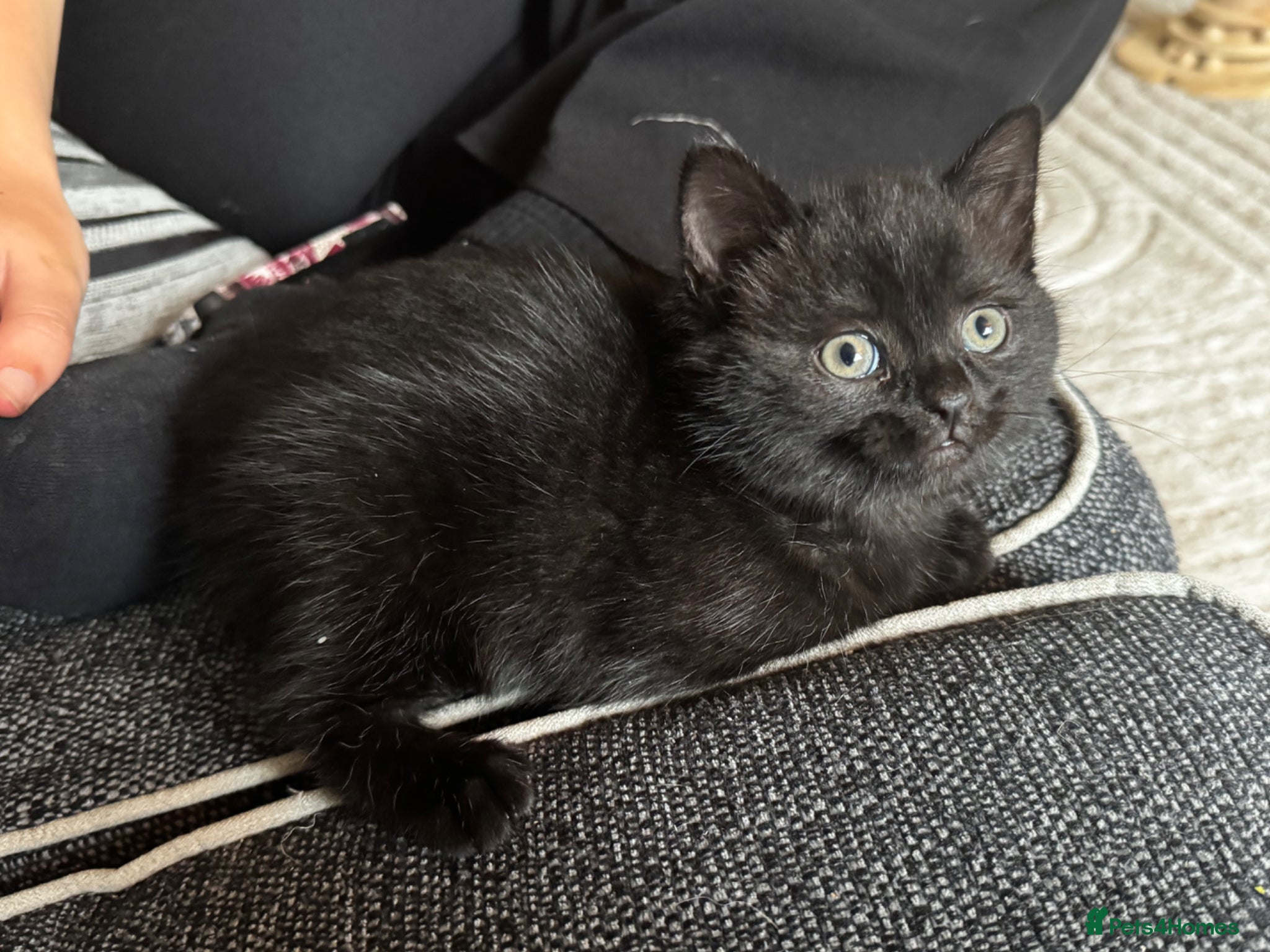Mixed Breed cats for sale: 2 beautiful female kittens available  - Advert 9
