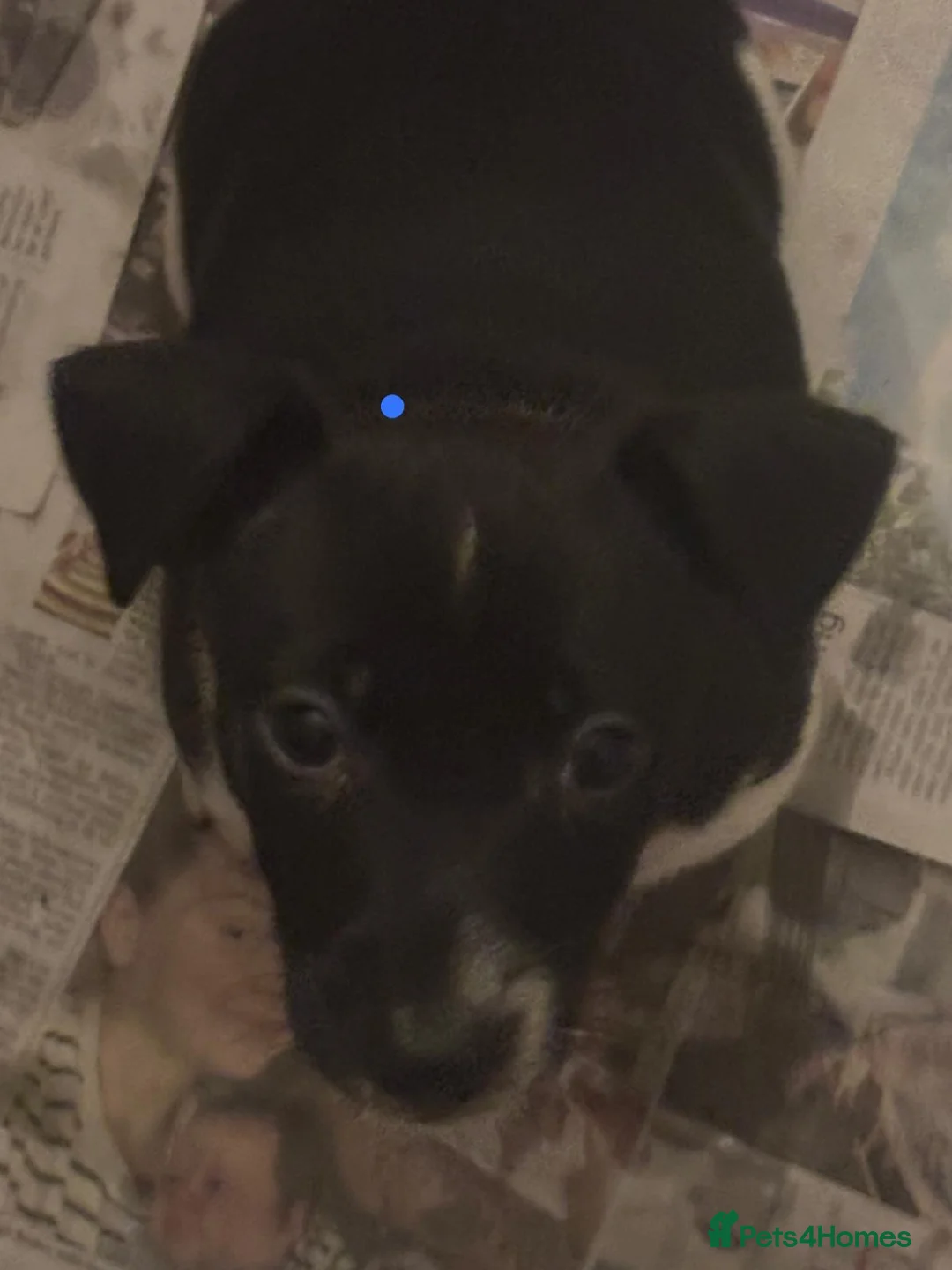 Jack Russell dogs for sale: Jack Russel pups  - Advert 7