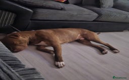 Mixed Breed dogs for sale: Enzo 2 year old male neutered - Image 2