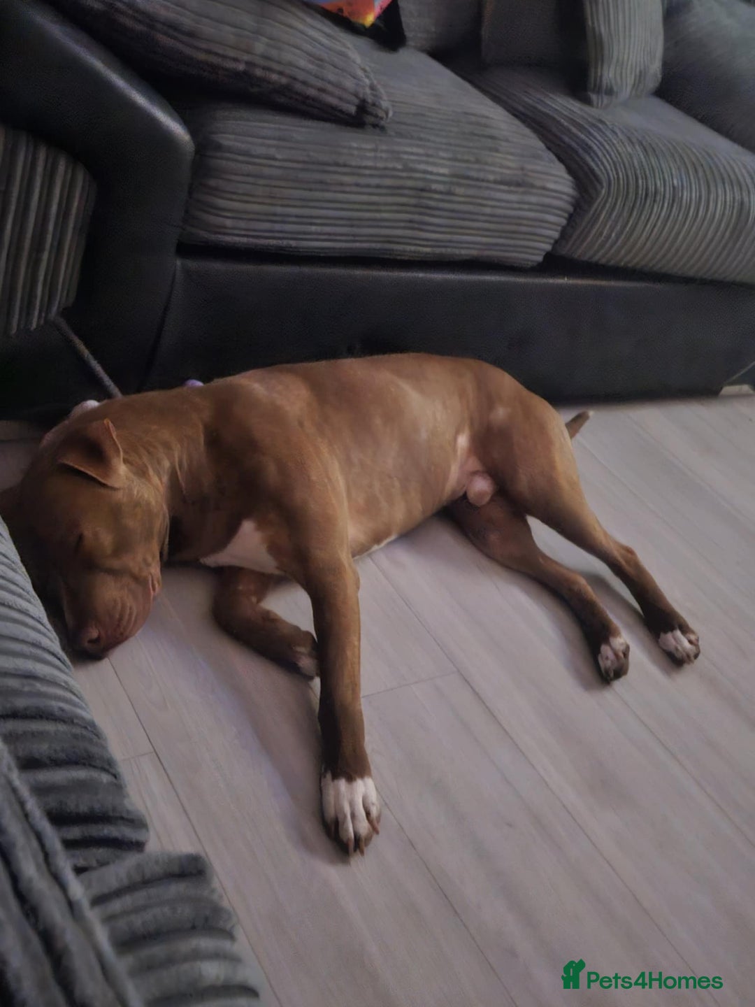 Mixed Breed dogs for sale: Enzo 2 year old male neutered - Image 2