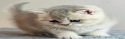 British Shorthair cats for sale: Beautiful AY11 blue golden British shorthair - Advert 5