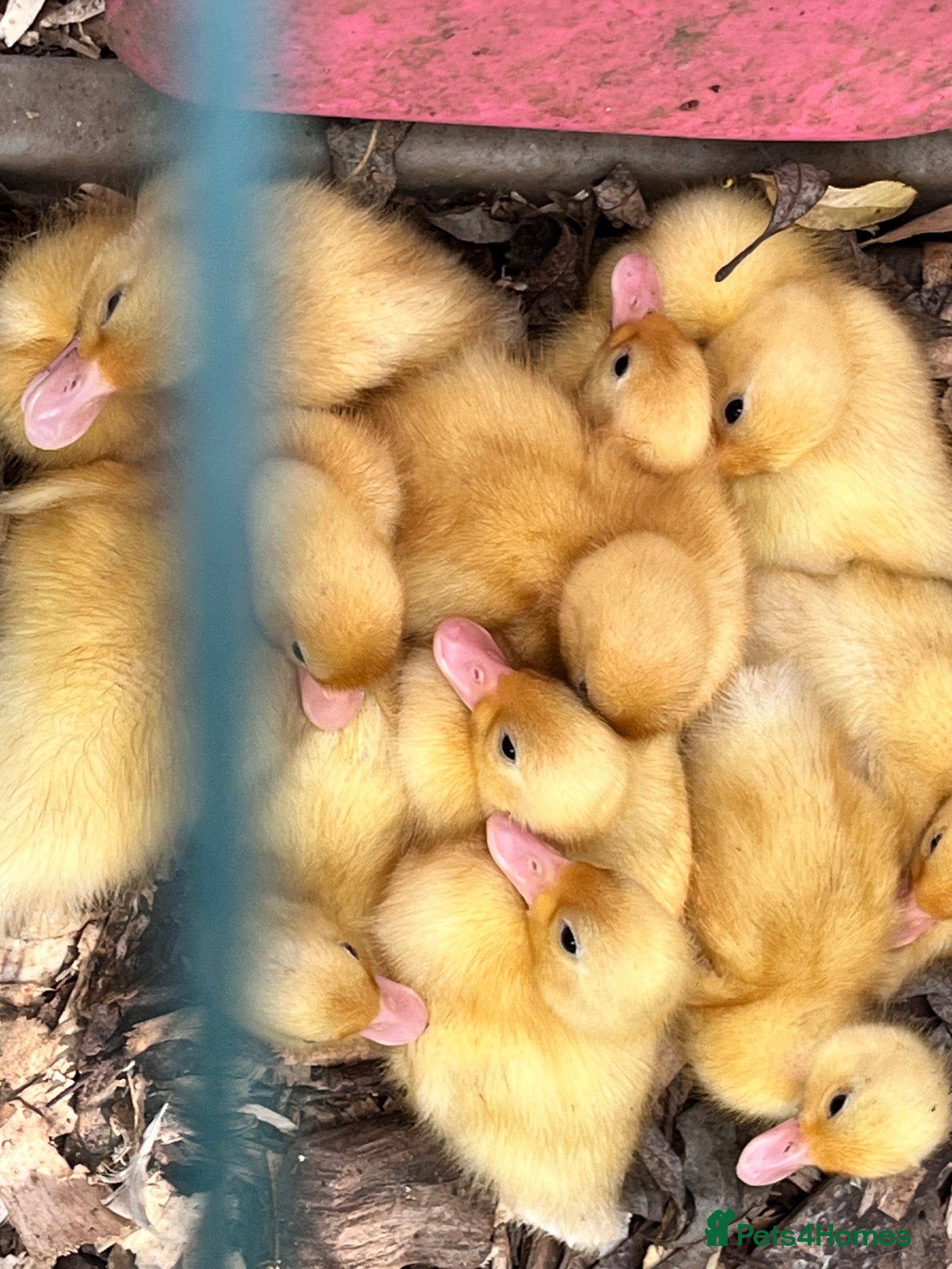 Mixed Breed birds Call ducks - Advert 1