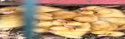 Mixed Breed birds for sale: Call ducks in Crediton - Advert 1