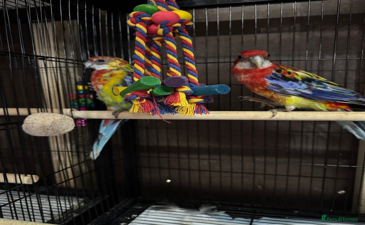 Parakeets birds - Advert 6