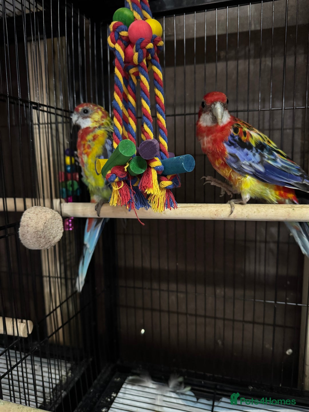Parakeets birds for sale: Rosella birds PLEASE READ THE ADVERT  - Image 1