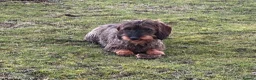 Dachshund dogs for sale: Outstanding Standard Wire-haired Dachshund Puppies - Advert 5
