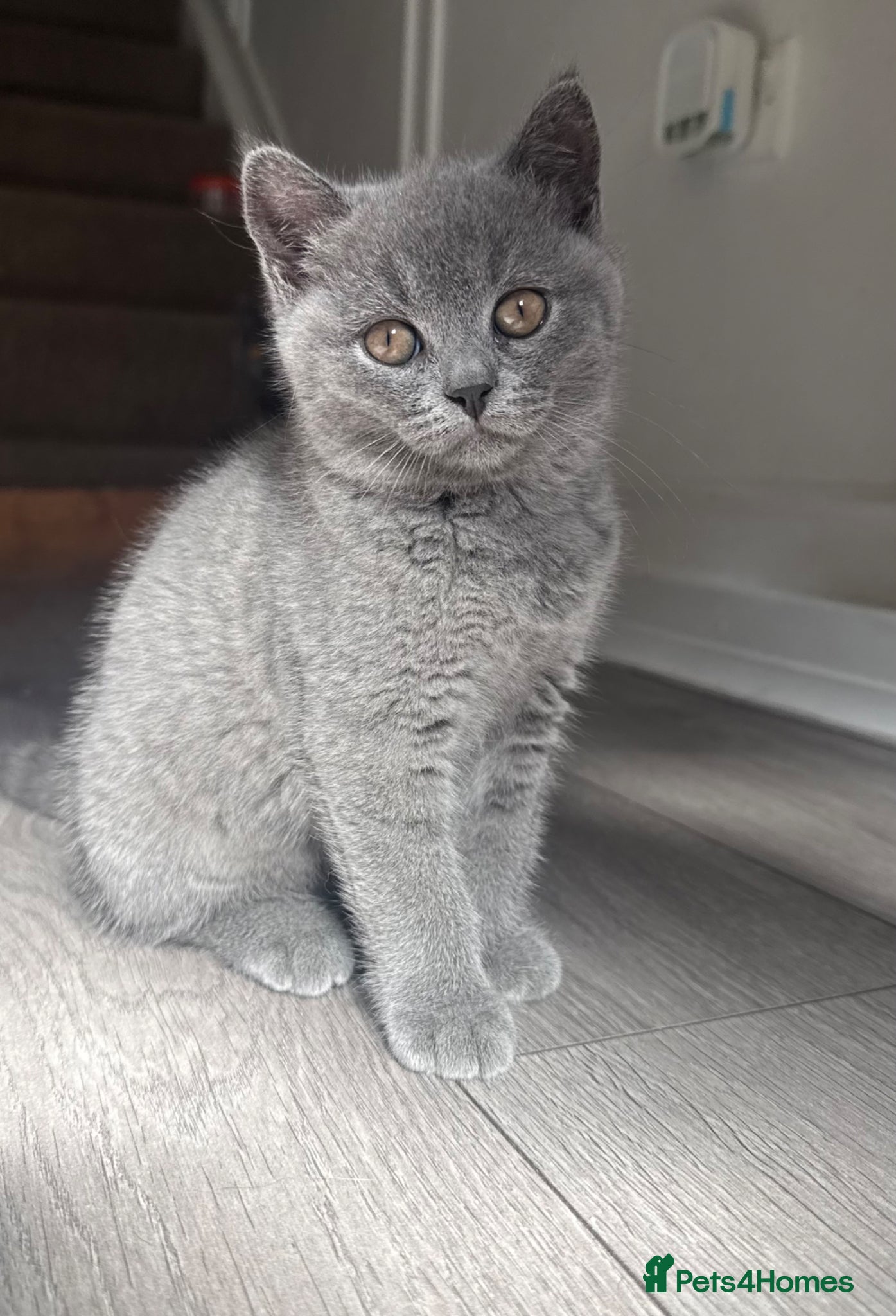 British Shorthair cats for sale: £800 **LAST GIRL** British shorthair kitten - Advert 1