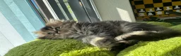 Persian cats for sale: Persian kittens - Advert 9