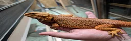 Bearded Dragon reptiles for sale: 4 x male bearded dragons read description  - Advert 6