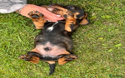 Dachshund dogs for sale: Wire haired dachshund puppies - Image 6