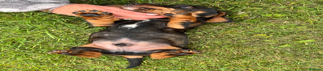 Dachshund Puppy 3