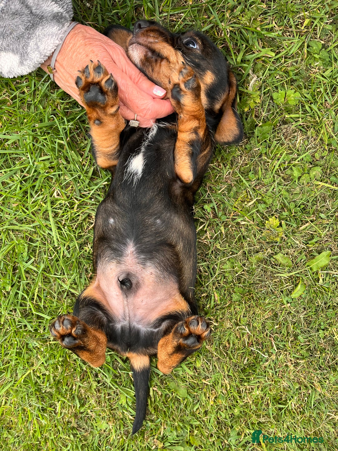 Dachshund dogs for sale: Wire haired dachshund puppies - Image 6