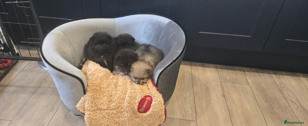 Pomeranian dogs for sale: Pretty Pomeranians  - Advert 18