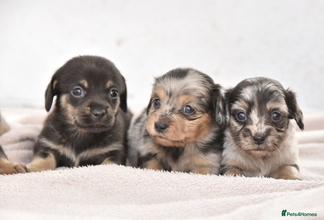 Dachshund dogs for sale: Cutest fluffy puppies - Image 2