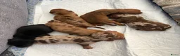 Miniature Dachshund dogs for sale: X6 beautiful miniature dachshunds for sale - Advert 8