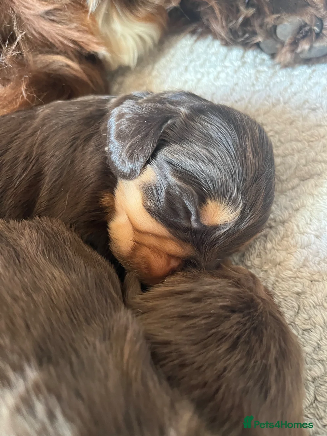 Cocker Spaniel dogs for sale: EXTENSIVELY HEALTH TESTED COCKER SPANIEL PUPPIES  - Advert 1