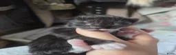 Mixed Breed cats for sale: Domestic kittens for sale  - Advert 5