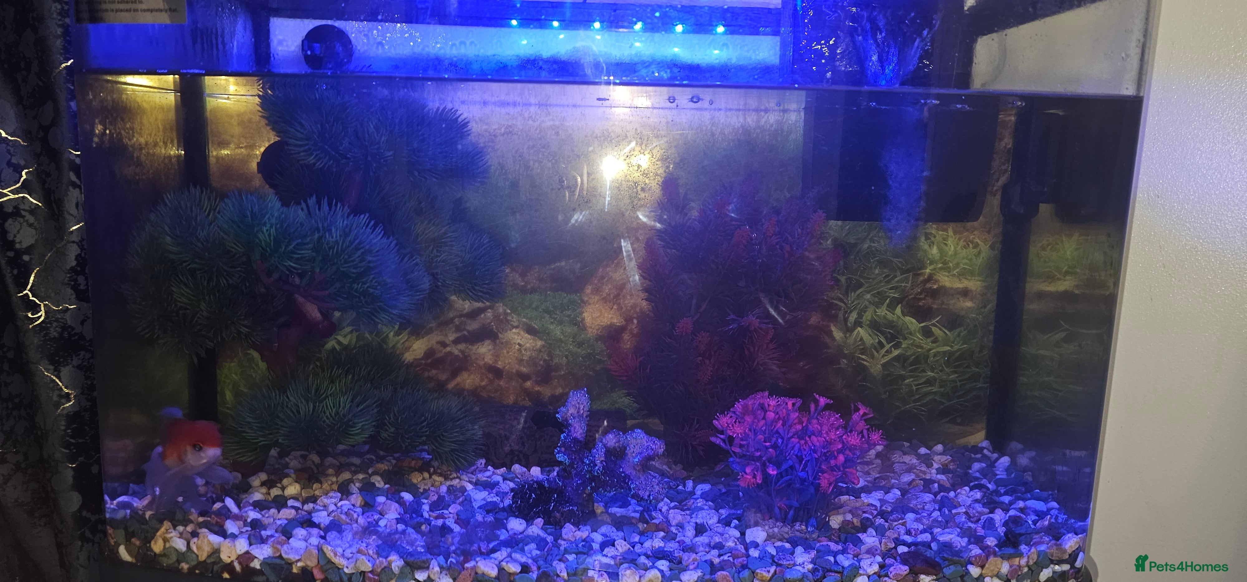 Goldfish fish Fish tank 75 liters plus all accessories - Advert 19