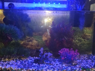 Goldfish fish Fish tank 75 liters plus all accessories - Advert 1