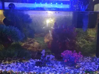 Goldfish fish Fish tank 75 liters plus all accessories - Advert 5