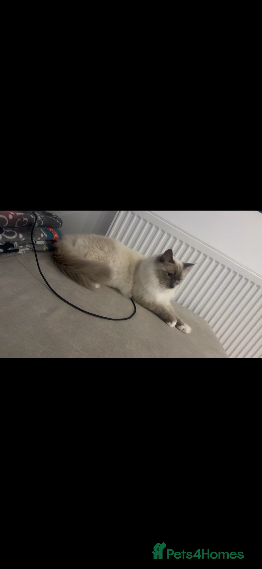 Ragdoll cats for sale: Beautiful 1-Year-Old Ragdoll Cat Looking for home. - Advert 4