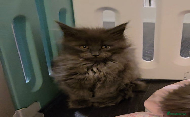 Maine Coon cats Ready December TICA beautiful Maine Coon Kittens  - Advert 13