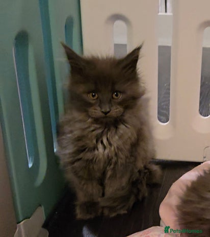Maine Coon cats Ready December TICA beautiful Maine Coon Kittens - Advert 2
