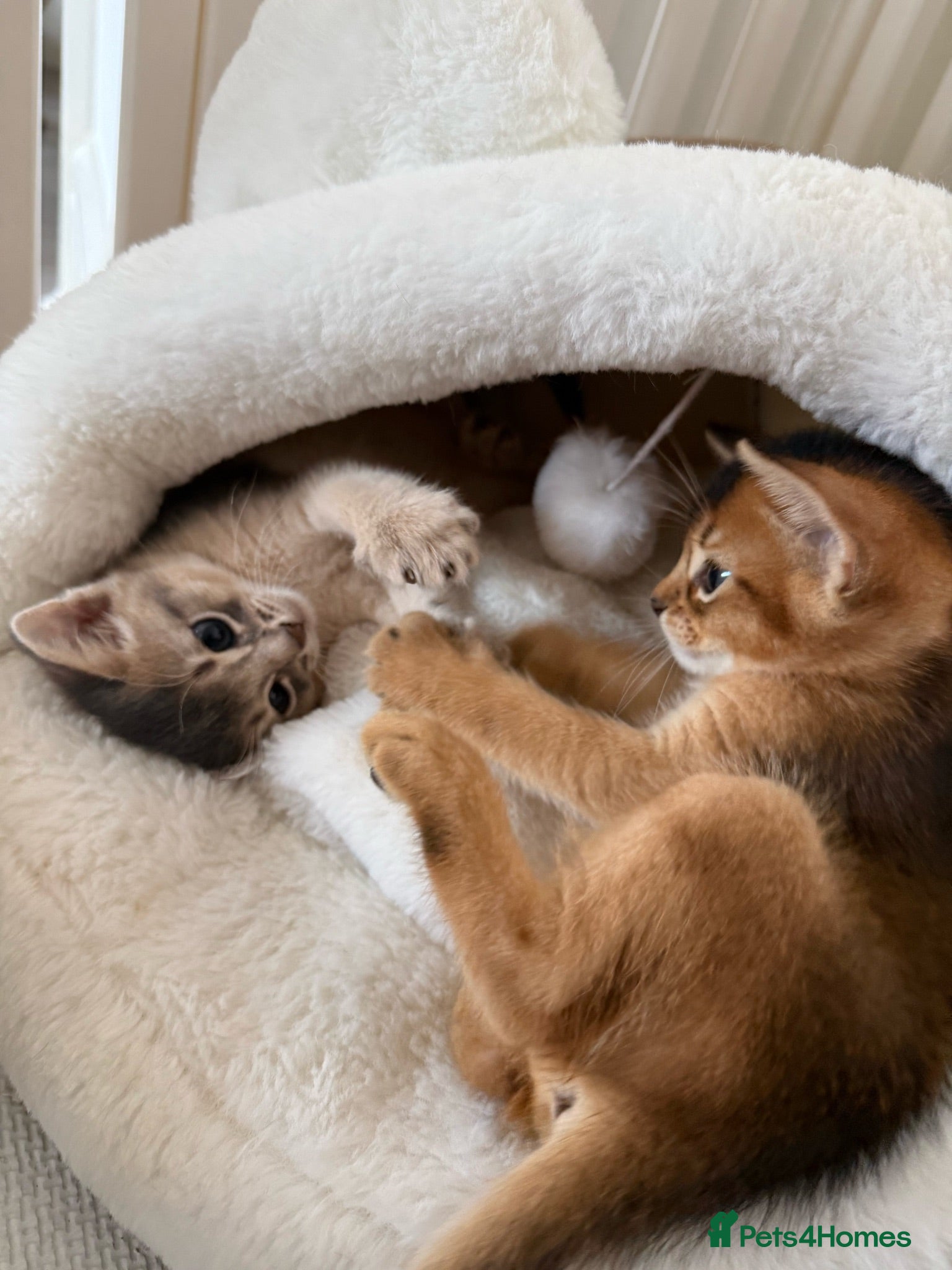 Abyssinian cats 🐾 Two Gorgeous Abyssinian Kittens 🐈‍⬛ - Advert 18