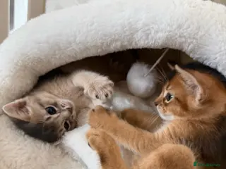 Abyssinian cats 🐾 Two Gorgeous Abyssinian Kittens 🐈⬛ - Advert 18