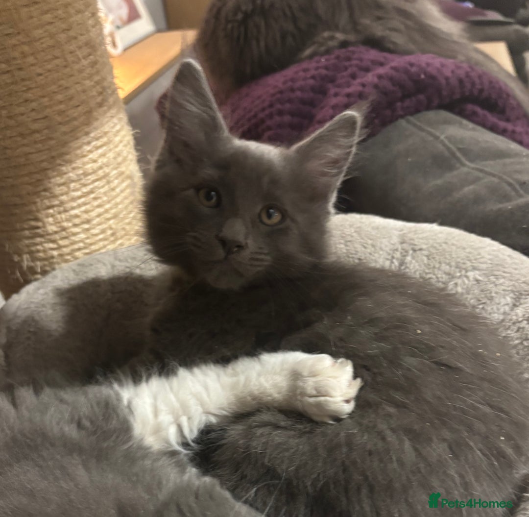 Maine Coon cats for sale: Last litter registered Maine coon kittens  - Advert 13