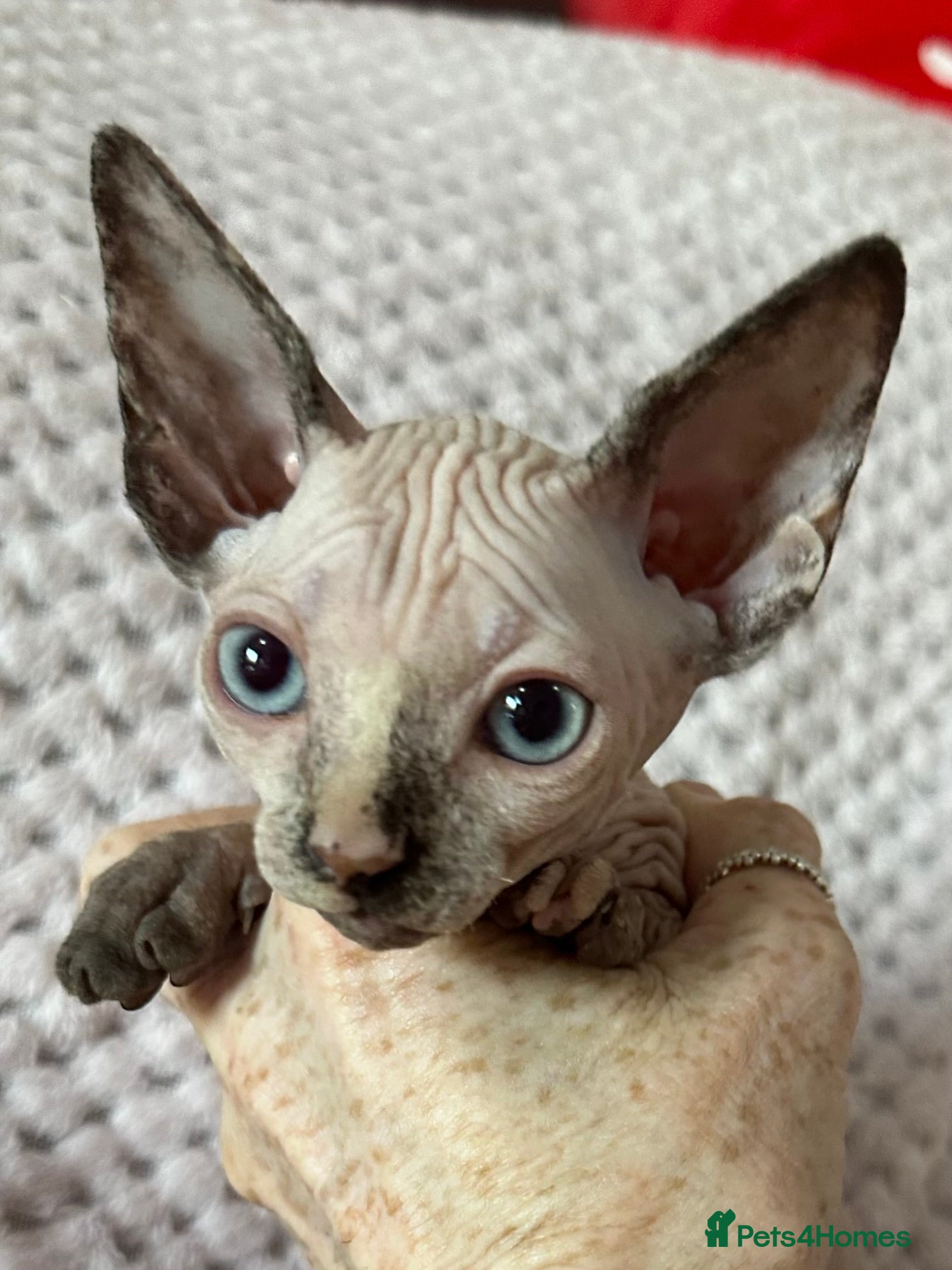 Sphynx cats Canadian sphynx kittens Ready Now ! - Advert 6