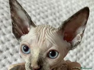 Sphynx cats Canadian sphynx kittens Ready Now ! - Advert 6