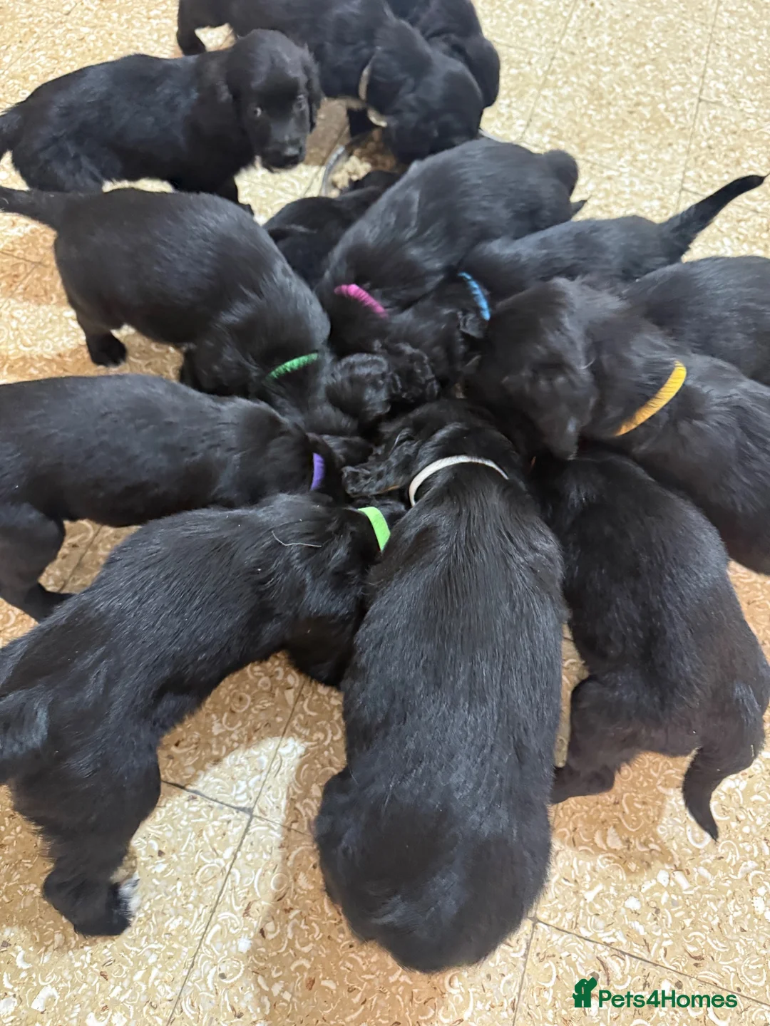 Mixed Breed dogs for sale: 12 golden retrievers x Sprollie - Advert 2