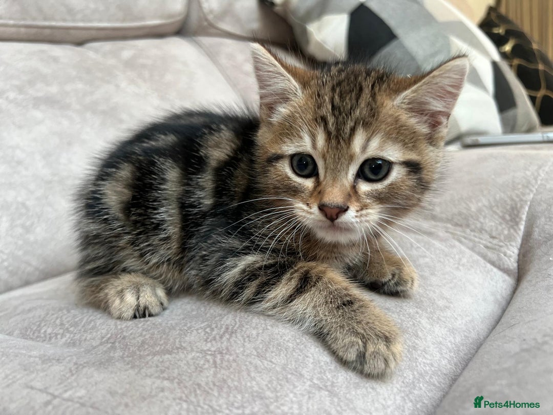 Siberian cats for sale: Half Siberian Wild forest Kittens 2x for £380 - Image 15