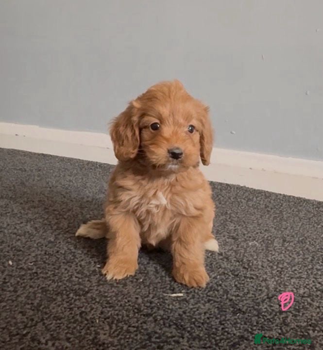 Cockapoo dogs Cockapoos  - Advert 8