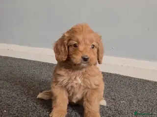 Cockapoo dogs Cockapoos - Advert 8