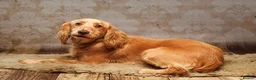 Cocker Spaniel dogs for stud: Proven KC  Stud dogs  - Advert 16