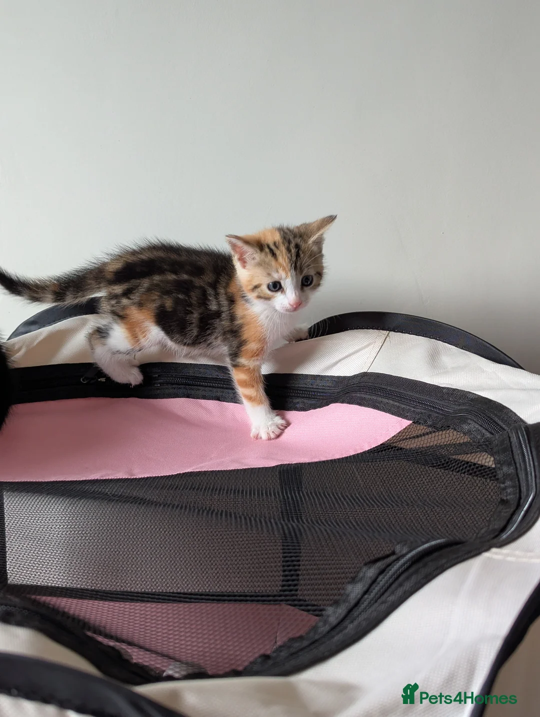 Mixed Breed cats for sale: Lovely kitten looking new home  in Burnley - Advert 2