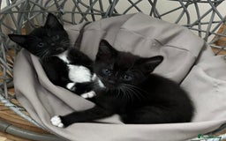 Mixed Breed cats for sale: Gorgeous Kittens - Image 9