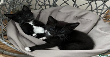 Mixed Breed cats - Advert 6