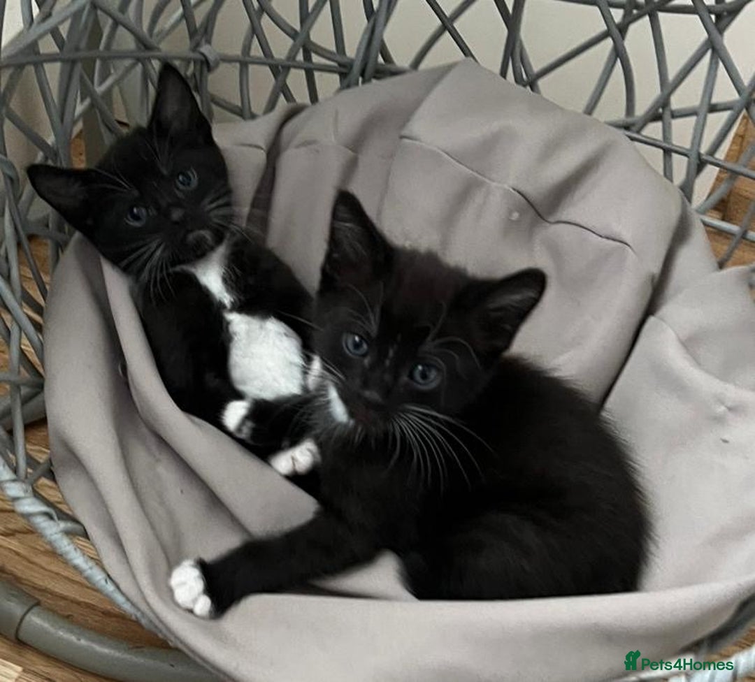 Mixed Breed cats for sale: Gorgeous Kittens - Image 9