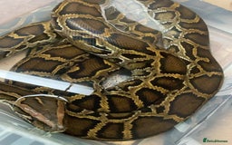 Snake reptiles for sale: Various snakes - Image 5