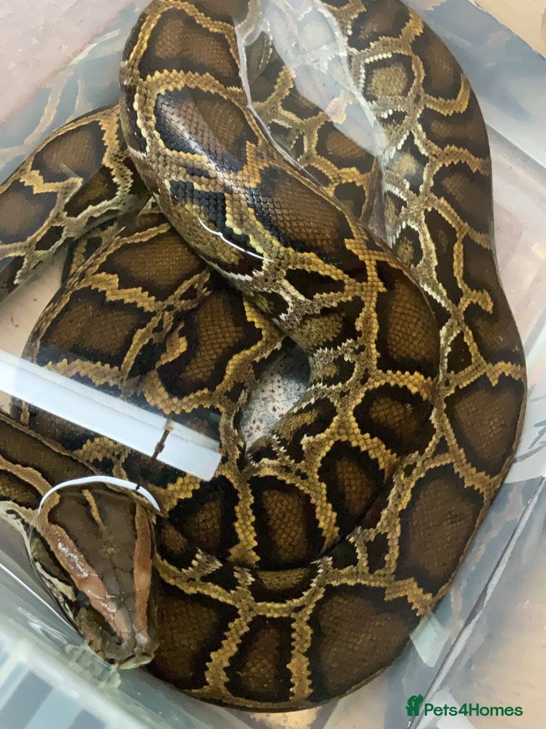 Snake reptiles for sale: Various snakes - Image 5