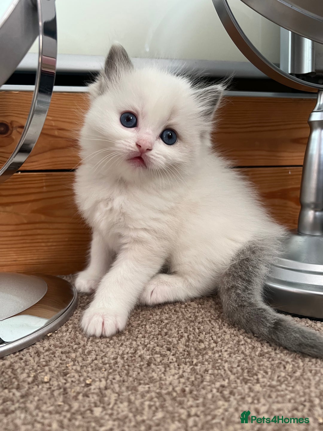 Ragdoll cats for sale: Stunning Ragdoll kittens. Ready 12 December - Image 10