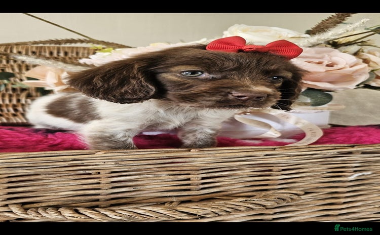 Cocker Spaniel dogs - Advert 4
